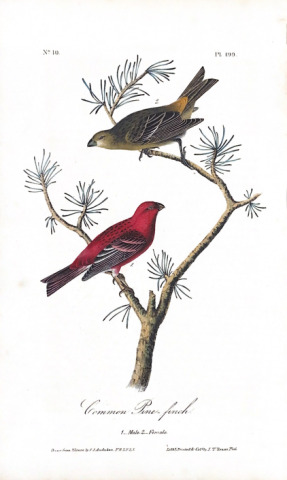 Drawing of two common finches by James Audobon