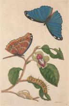 Botanical painting for a plants and butterflies by Maria Sibylla Merian
